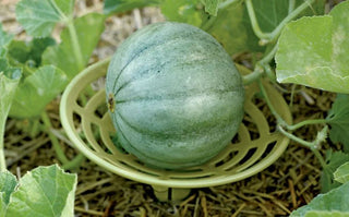 The Harvest Homestretch