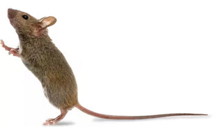 Mouse in the House? No, Thank You!