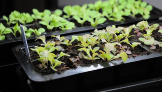 How to Grow Lettuce Indoors