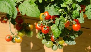 Fresh Food at Your Doorstep