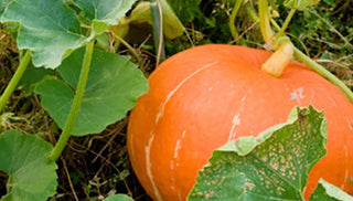 How to Grow Pumpkins