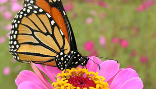Saving the Monarch Butterfly
