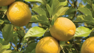 How To Grow Citrus Trees