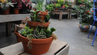 Our Favorite Ways to Display Succulents