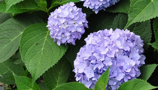 How To Grow Blue Hydrangeas