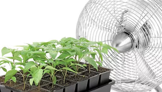 Prevent Seedling Disease with a Fan