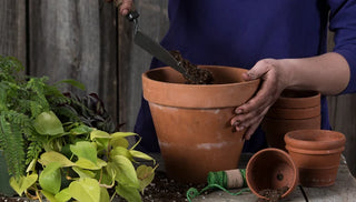 Recharge Your Houseplants Through Repotting