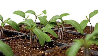 How to Thin Seedlings
