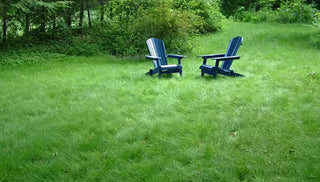 Upgrade Your Lawn with Grass that Grows Slowly