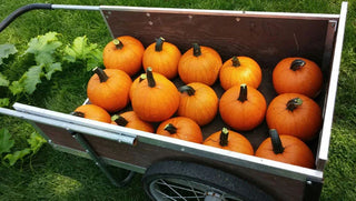 Get Cooking with Pumpkin