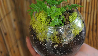 Six Reasons to Have a Houseplant (or Two)