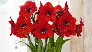 Amaryllis: A Tale of True Love and Horticultural Wonder