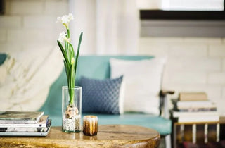 How to Grow Paperwhite Narcissus Bulbs Indoors