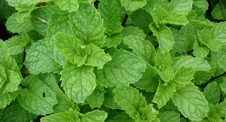 Spearmint