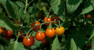 Tomatoes (cherry)