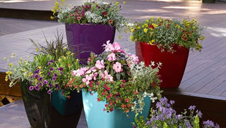 Our Viva Planters Grow Color
