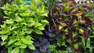 How to Grow Coleus