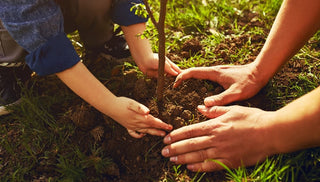 How to Plant a Tree or Shrub