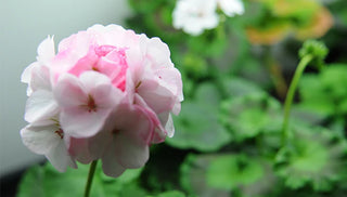 Grow Geraniums from Seed