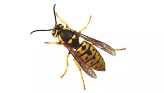 What You Need To Know About Yellow Jackets