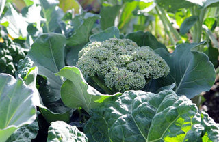 Extend the Harvest With Fall Crops