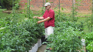 Compact Tomato Plants Yield Full-Size Flavors