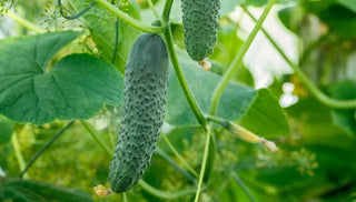 Cucumbers in Containers