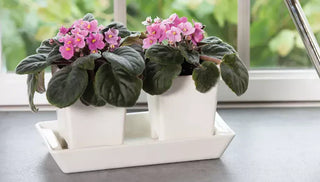 How to Grow & Care for African Violets
