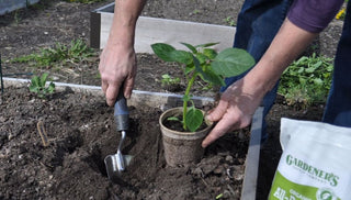 When to Plant