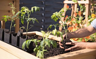 When is it Warm Enough to Plant?