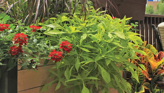 Novice Gardener Teaches Us About Challenges of Urban Growing