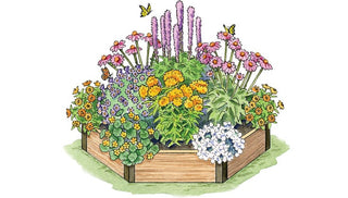 Pollinator Garden Plan: Butterflies