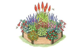 Pollinator Garden Plan: Hummingbirds