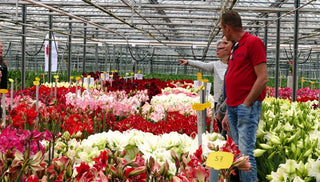 Meet One of Our Dutch Amaryllis Growers