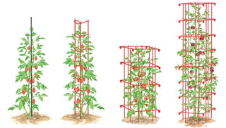 Which Tomato Support Is Right For My Garden?