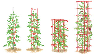 Which Tomato Support Is Right For My Garden?