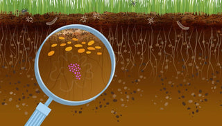 All About Soils
