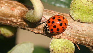 Asian Lady Beetles — More Than a Nuisance