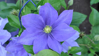Clematis in Containers