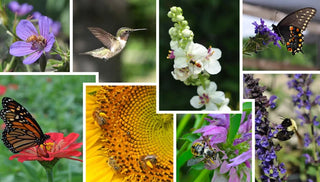Pollinator Protection
