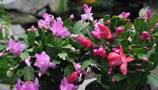 Care of the Christmas Cactus