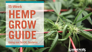 Growing Hemp Indoors with a ScrOG Growing System