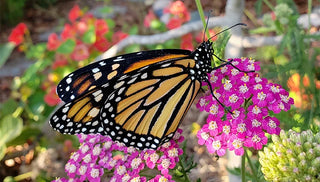 Pollinators 101