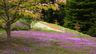 Lawn, Reimagined