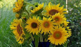 Plant Terminology: Annuals, Biennials, Perennials