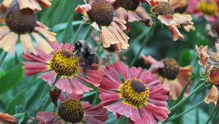 Fall Garden Cleanup: Dos and Don'ts