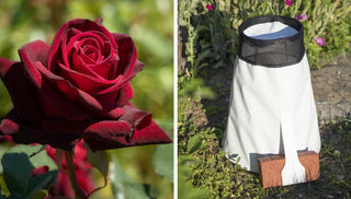 Winter Protection for Roses