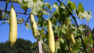 How To Grow Loofah Sponge Gourds