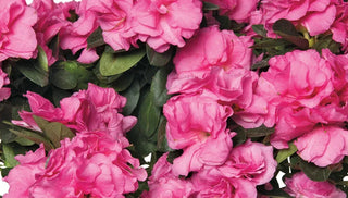 Caring For an Indoor Azalea