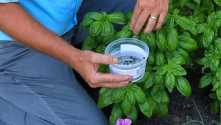 Controlling Insect Pests in the Garden